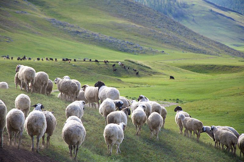 Mongolian meat export livestock and herder on the steppe in Mongolia