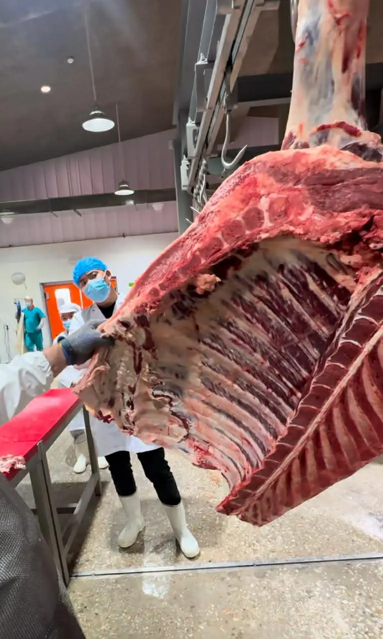 Premium Mongolian halal beef for international export markets