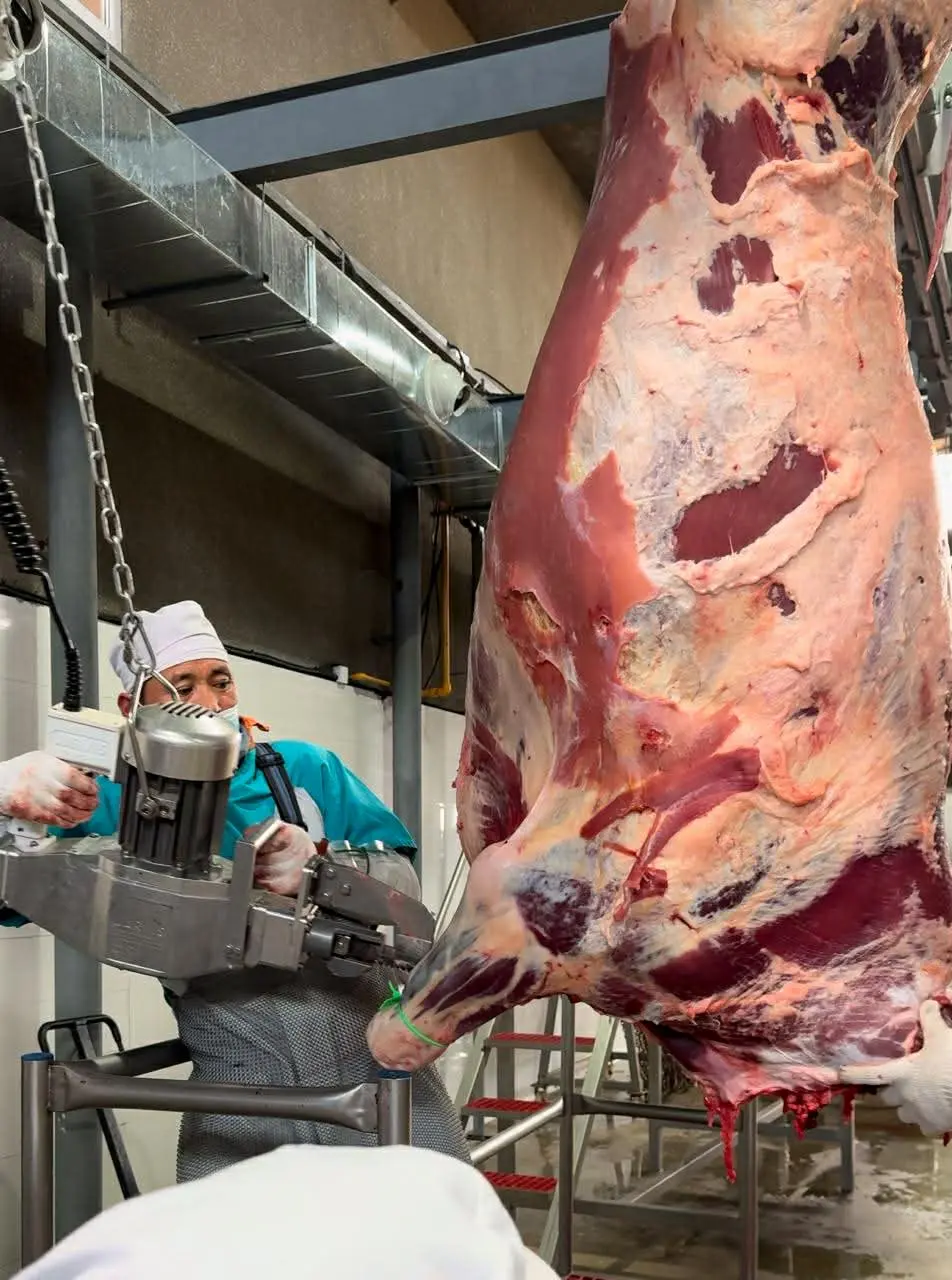 Mongolian horse meat processed for halal meat export