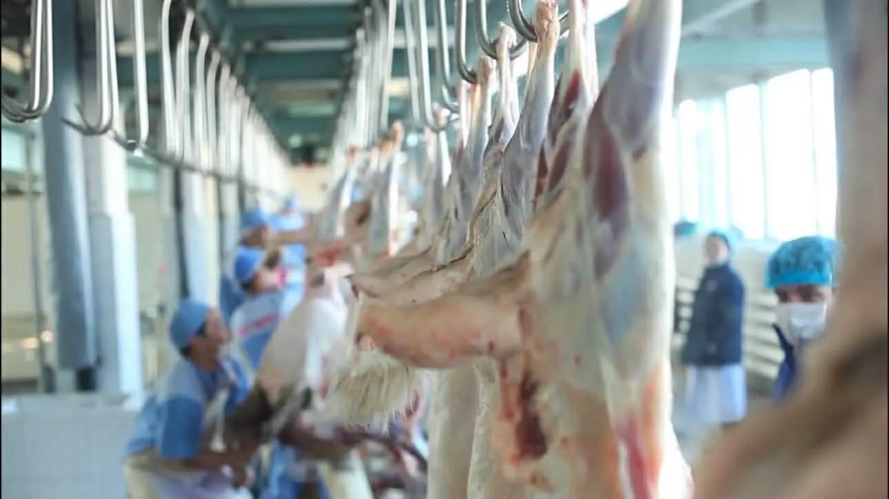 Mongolian halal lamb carcasses prepared for meat export